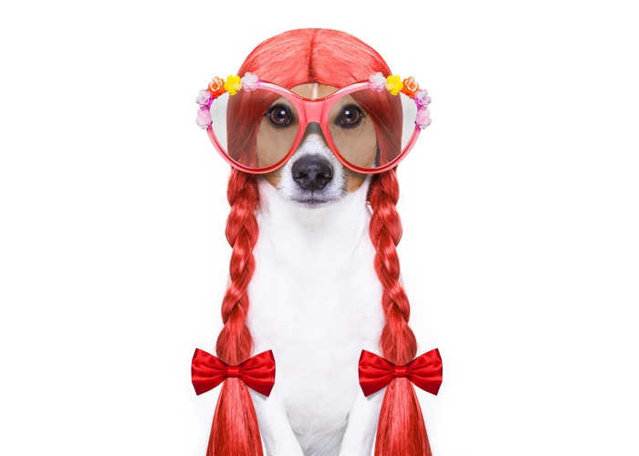 Jack Russell Terrier Dog Wearing Red Wig and Glasses