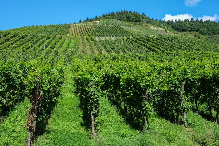 Vineyard on a hill in Moselle, Germany