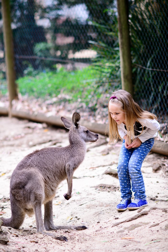 4K Kangaroo and Little Girl