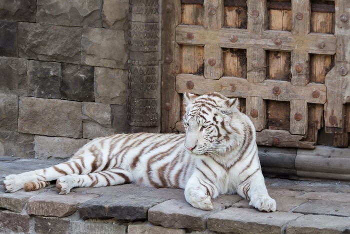 White Tiger Lying Down Near Wooden Door