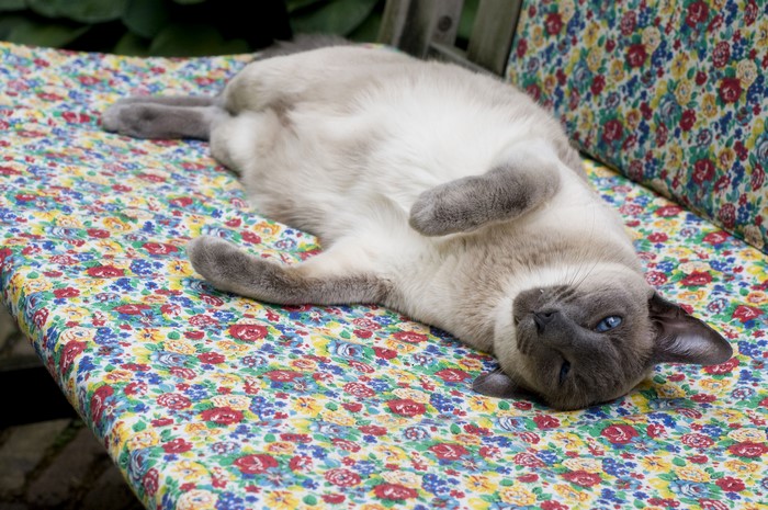 Siamese cat lying on a floral bench