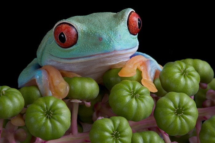 Red-eyed tree frog on green fruits