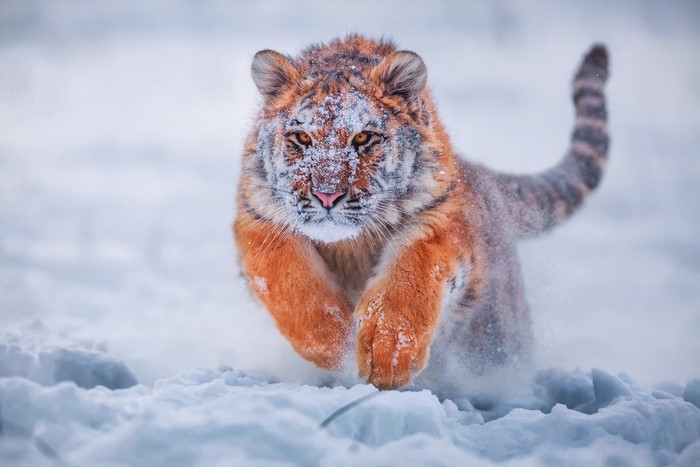 Tiger running through snow