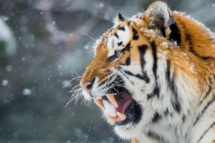 Tiger roaring in the snow
