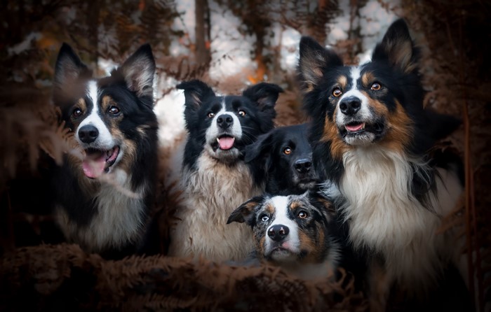 Five Border Collies in a Forest