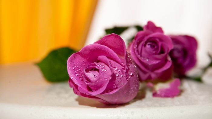 Pink Roses with Water Drops