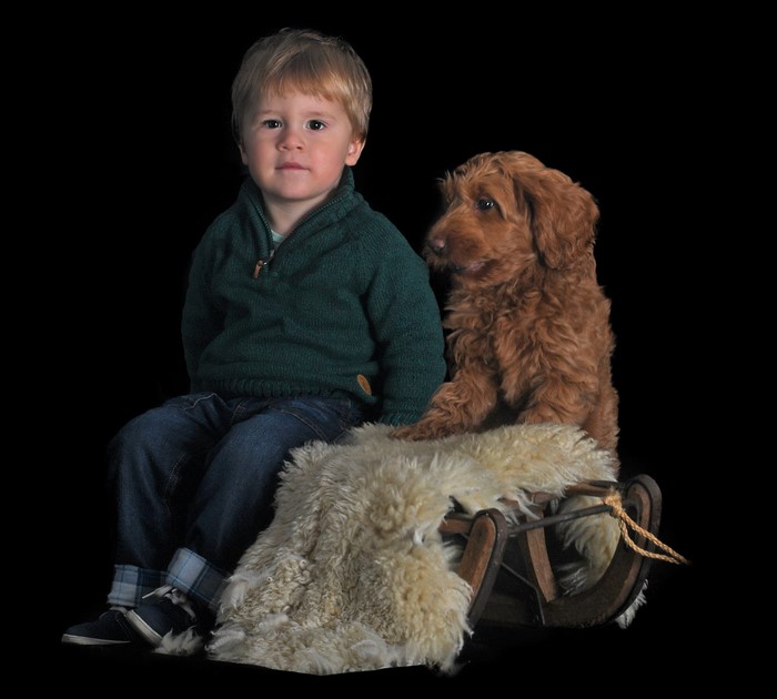 Boy and Labradoodle puppy on a sled