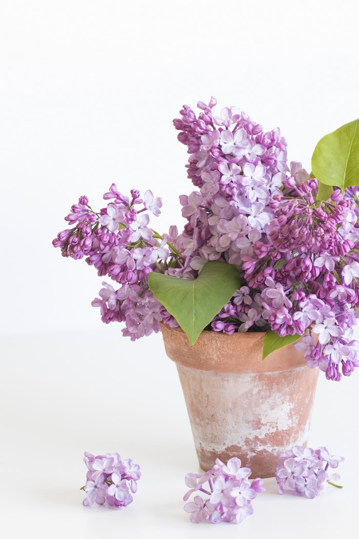 Purple lilacs in a terracotta pot on a white background