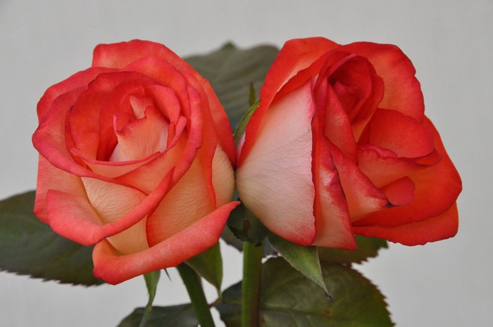 Two red and white roses on a gray background
