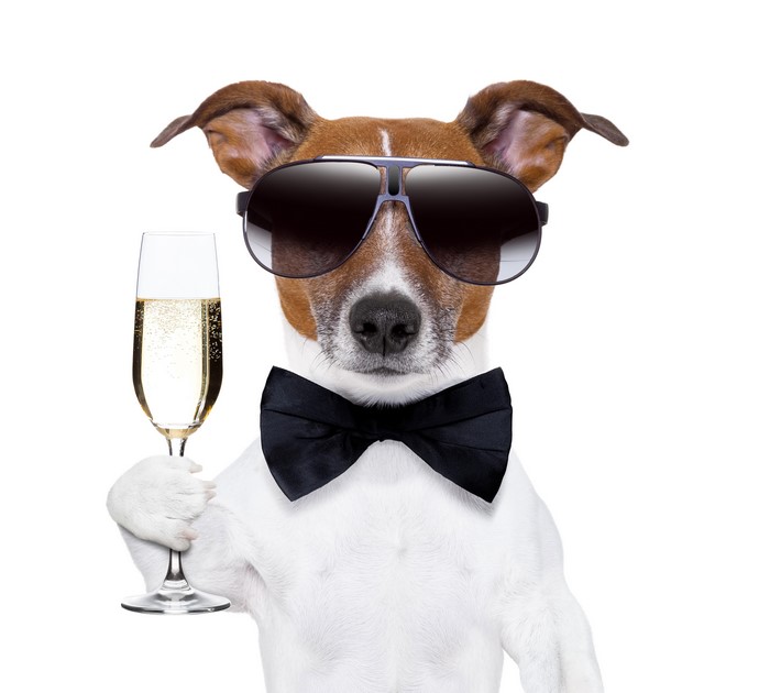 Jack Russell terrier with champagne and bow tie