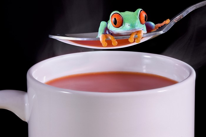 Red-eyed tree frog on a spoon over tomato soup