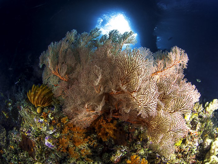 Underwater world with corals and sea fan