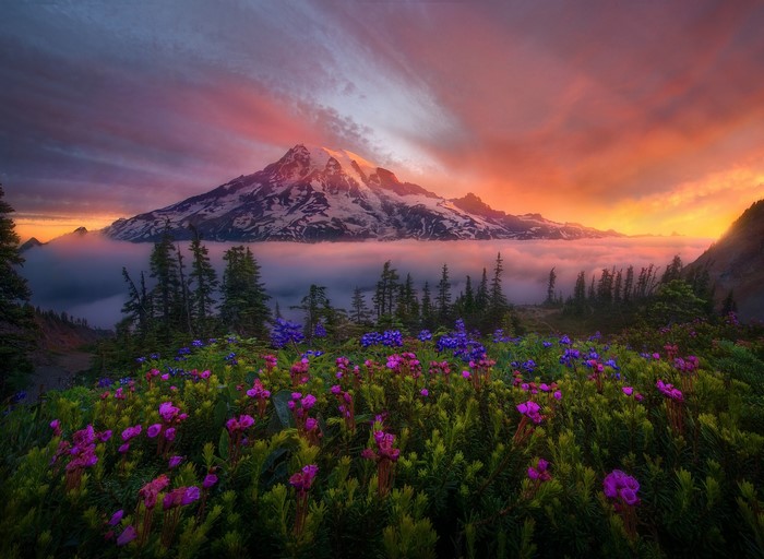 Mount Rainier at Sunrise with Wildflowers