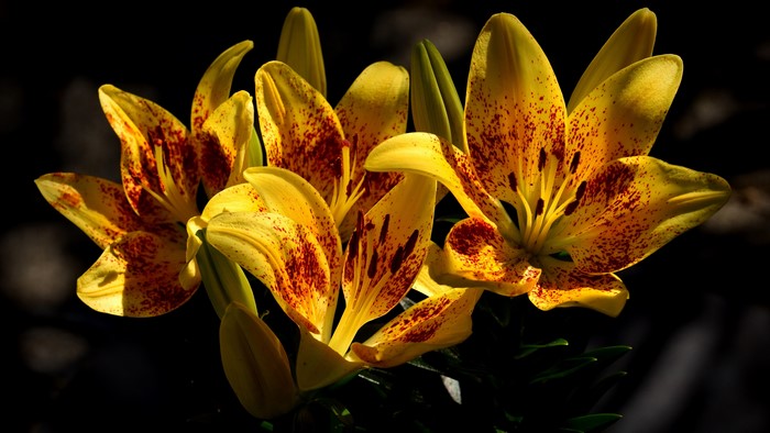 Yellow lilies with red spots, closeup