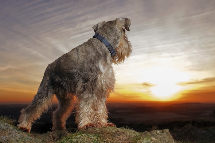 Schnauzer dog looking at sunset on a hill
