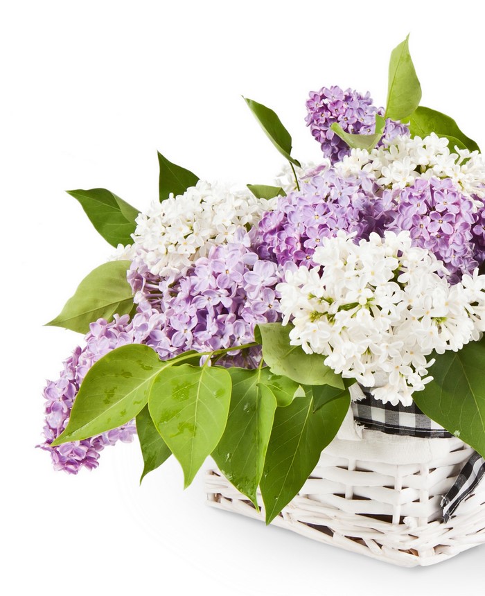 White and purple lilacs in a wicker basket