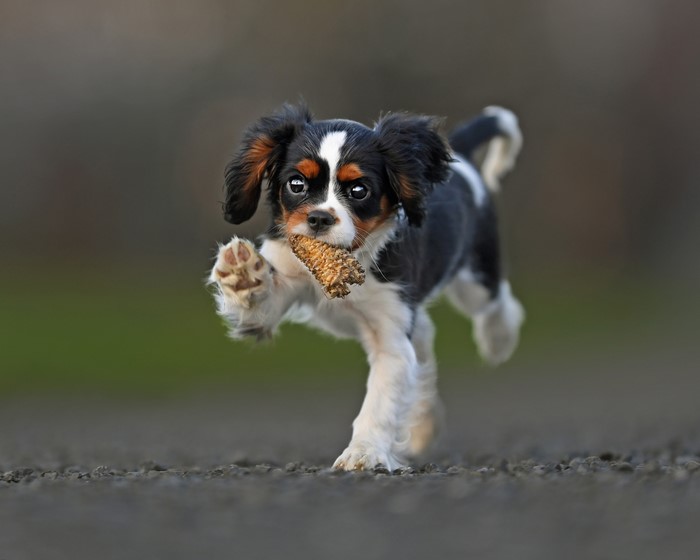 Tricolor Cavalier King Charles Spaniel puppy running with a treat