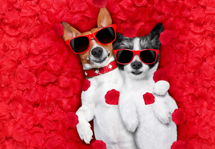 Two dogs wearing sunglasses lying on red petals
