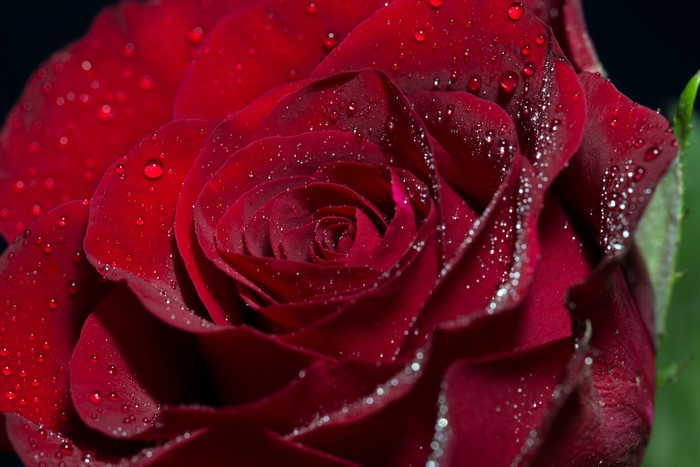 Red Rose with Water Drops Macro