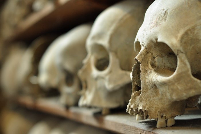 Closeup of Skulls on Shelves