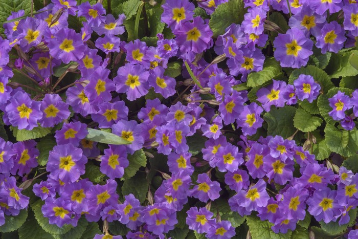 4K Closeup of Violet Primula Flowers