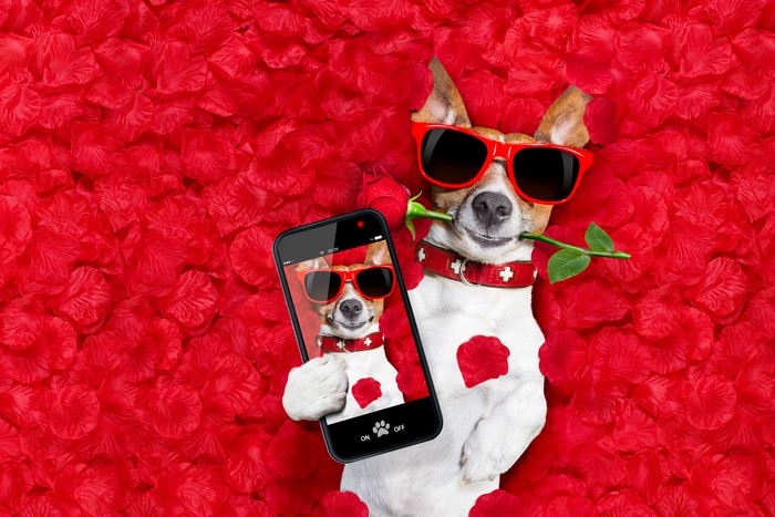 Jack Russell terrier with rose and sunglasses takes selfie