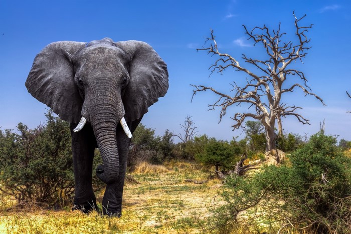 Elephant in Okavango Delta, Botswana, Africa