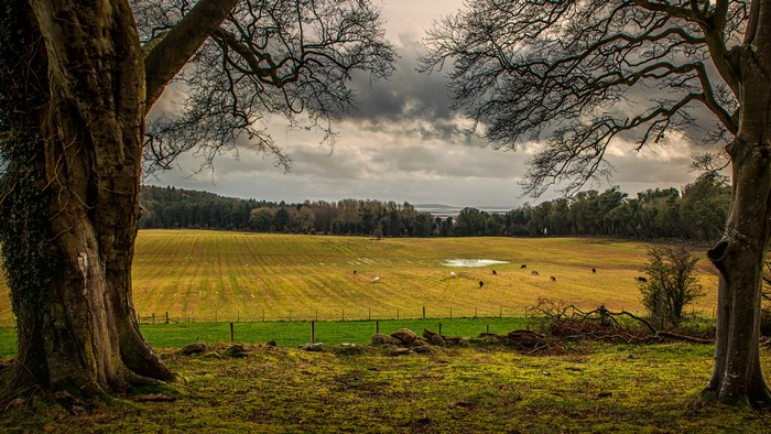 Field in County Down, Ireland with trees