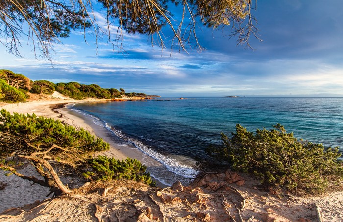 Beach with pine trees and shrubs in Corsica, France