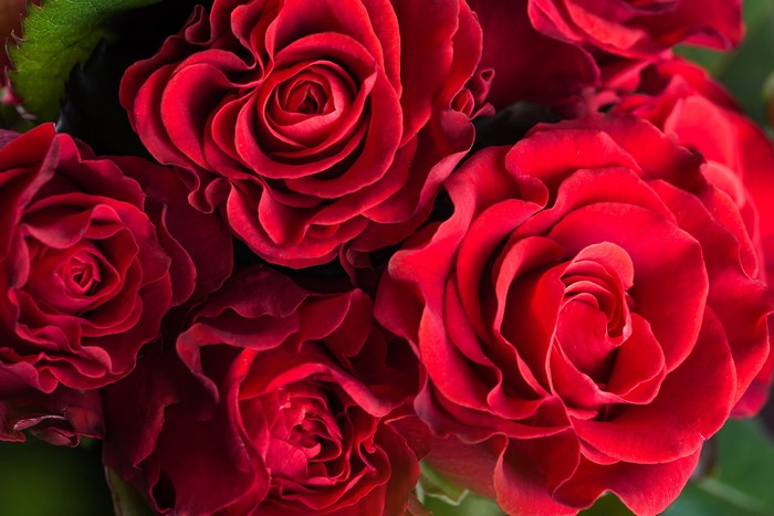 Close-up of a bouquet of red roses