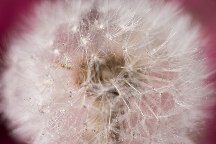 Macro closeup of a dandelion with water droplets