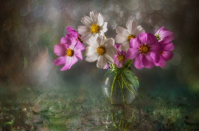 Cosmos flowers in a vase