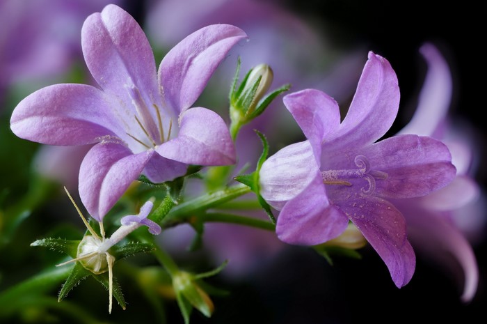 Closeup of Delicate Violet Campanula Flowers
