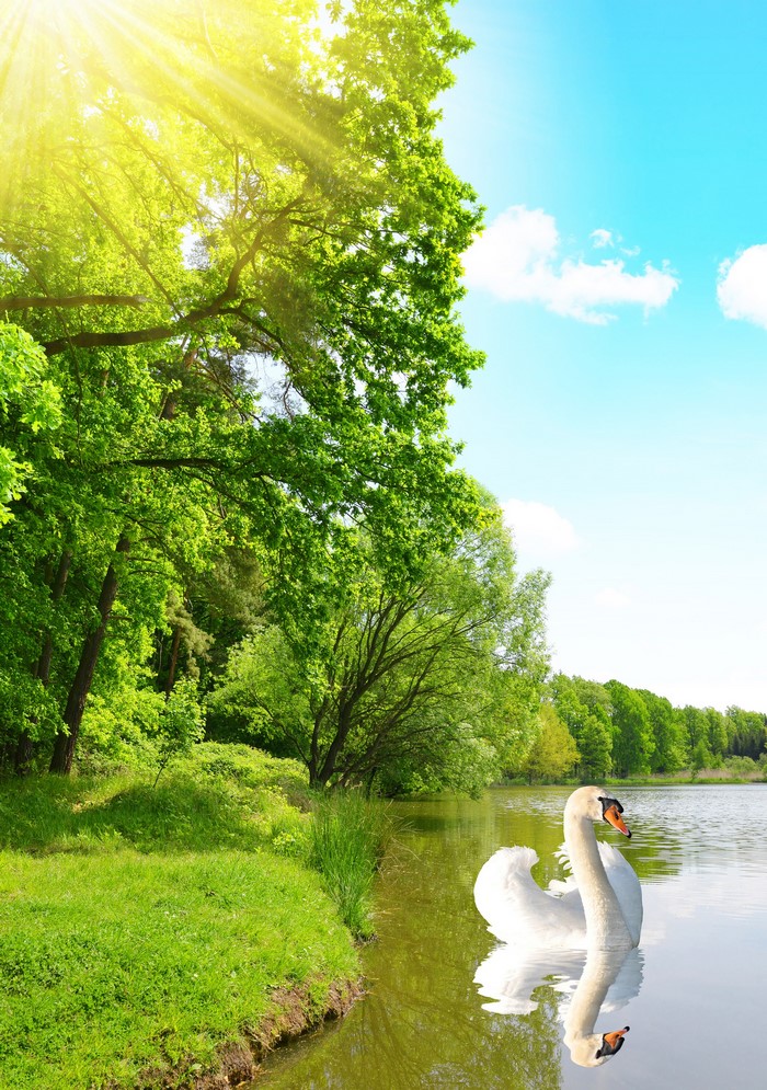 Two swans swimming in a lake with trees and sun rays
