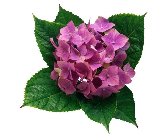 Pink Hydrangea flowers with green leaves