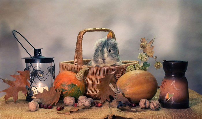 Still-life with guinea pig, pumpkins, nuts, and lantern