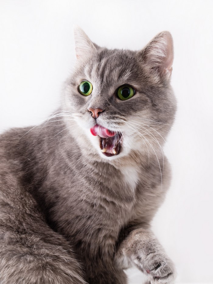A gray cat with green eyes licking its lips