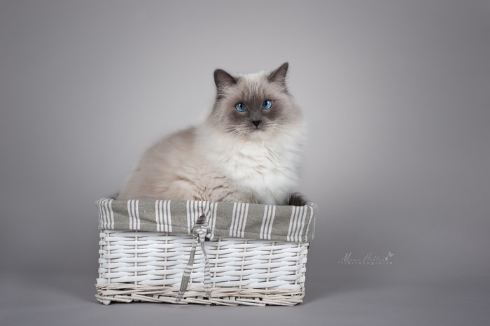 Ragdoll cat in a wicker basket