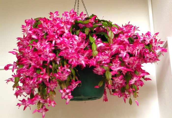 Hanging Christmas Cactus with Pink Flowers