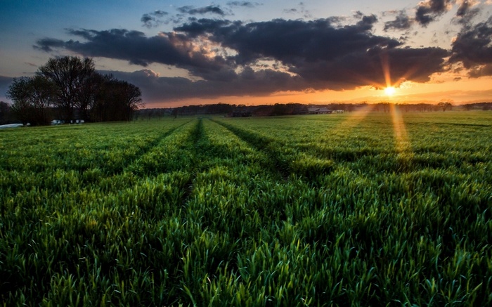 Sunset over a green field with tire tracks