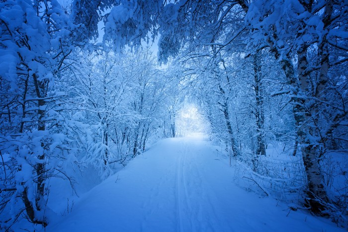Snowy forest path with trees covered in snow