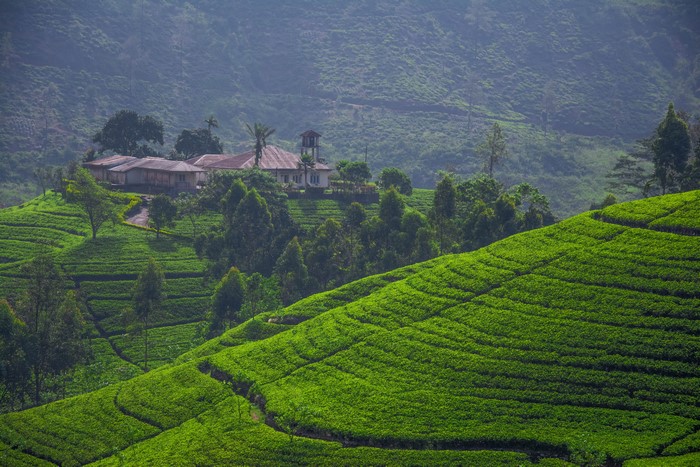 Tea fields and houses in Sri Lanka