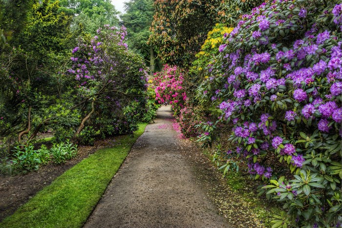 Path through a garden with rhododendrons in bloom