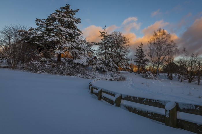 Winter scene with snow-covered trees and a wooden fence