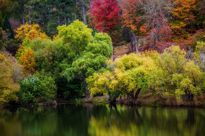 Autumn trees reflected in a pond at Mount Lofty Botanic Garden