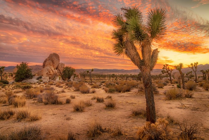Joshua Tree National Park at Sunset, California