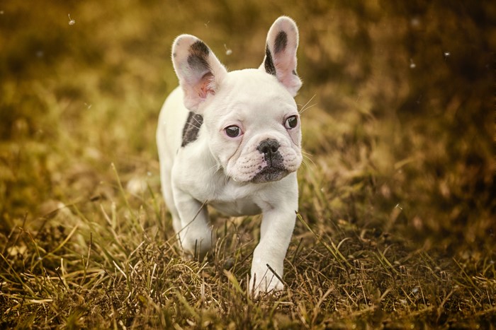 White French Bulldog Puppy in Grass