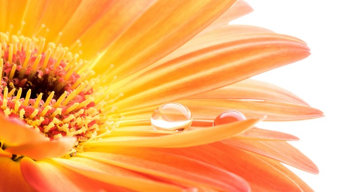Orange Gerbera Daisy with Water Droplets Macro