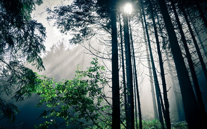 Sunlight filtering through a misty forest with tall trees