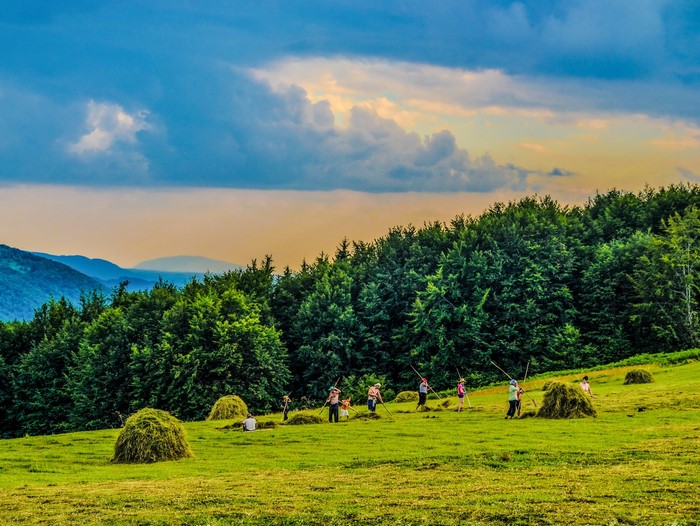 People harvesting hay in a Ukrainian mountain meadow